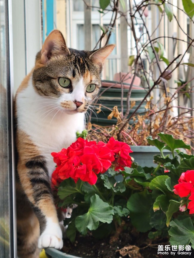 幸幸，之，三花與花