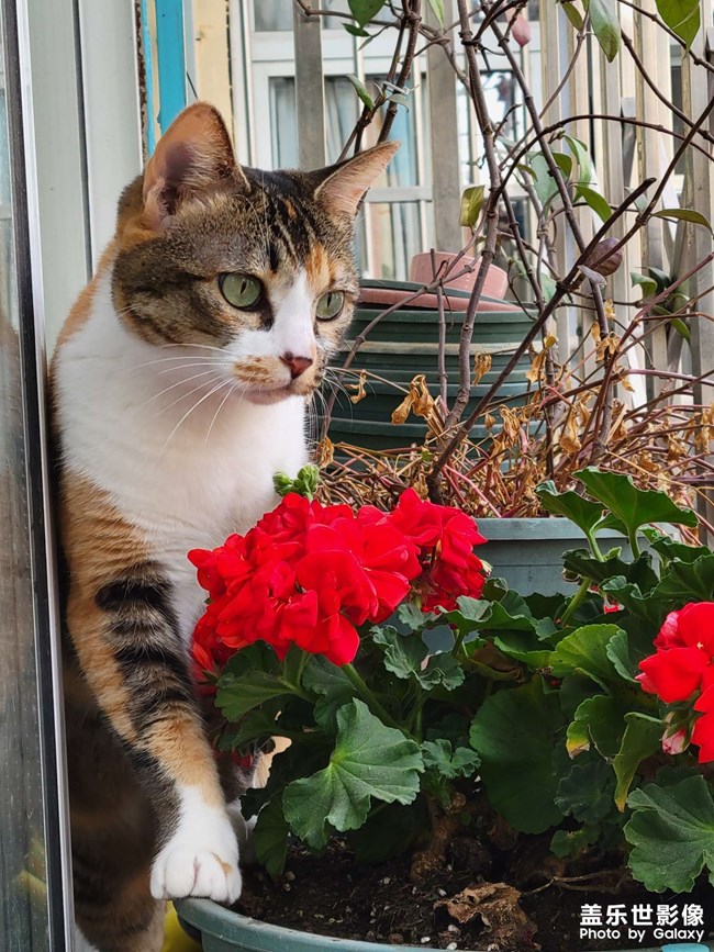 幸幸，之，三花與花