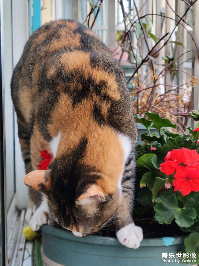 幸幸，之，三花與花