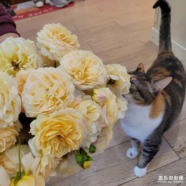 幸幸，之，三花與花