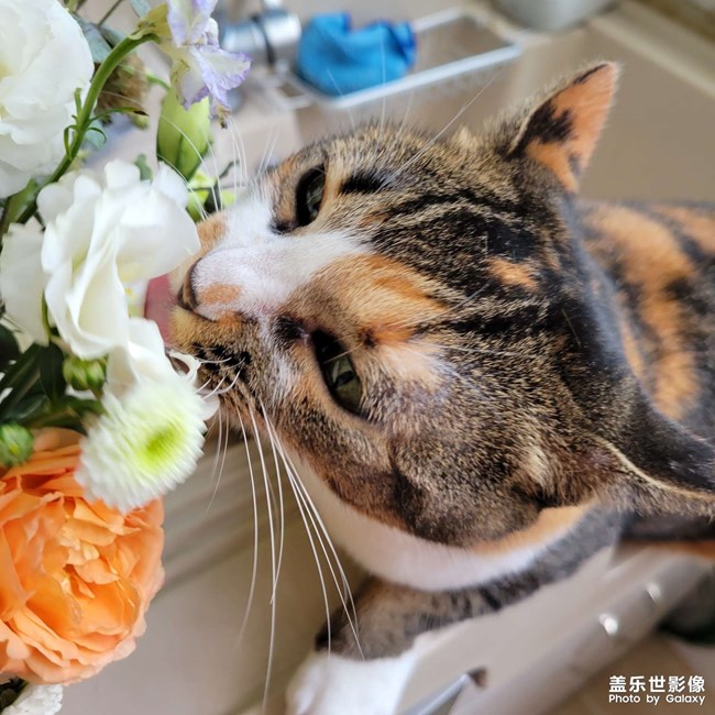 幸幸，之，三花與花