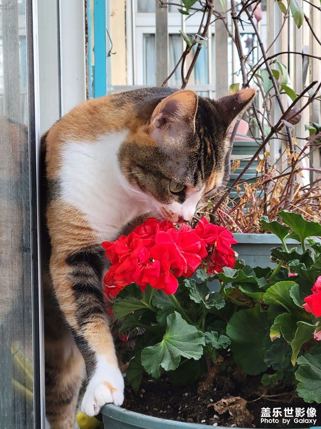 幸幸，之，三花與花