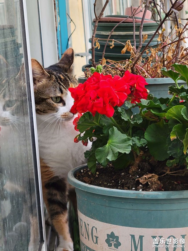 幸幸，之，三花與花