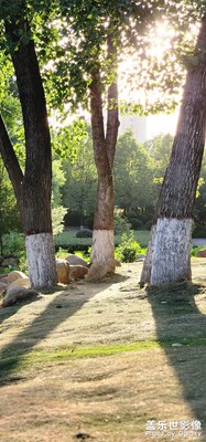 【與光影同行】 樹.影 ……