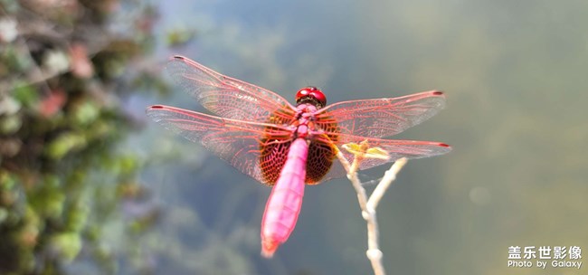 紅蜻蜓