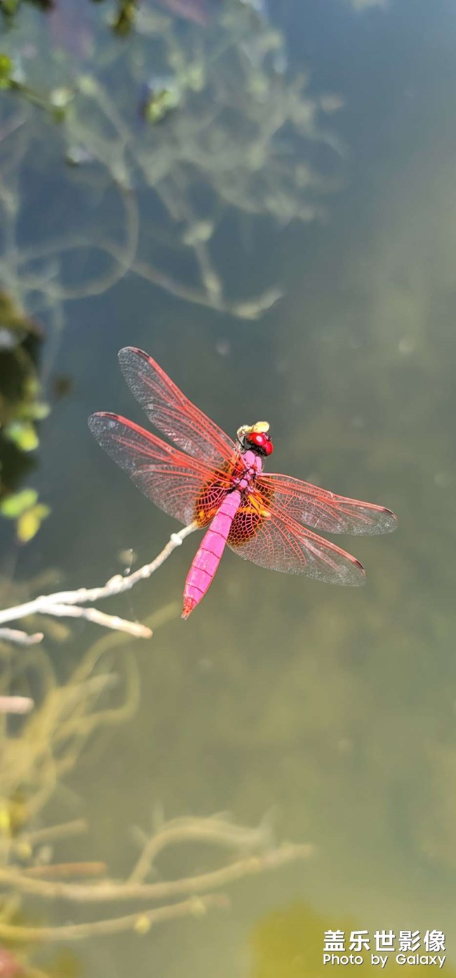 紅蜻蜓