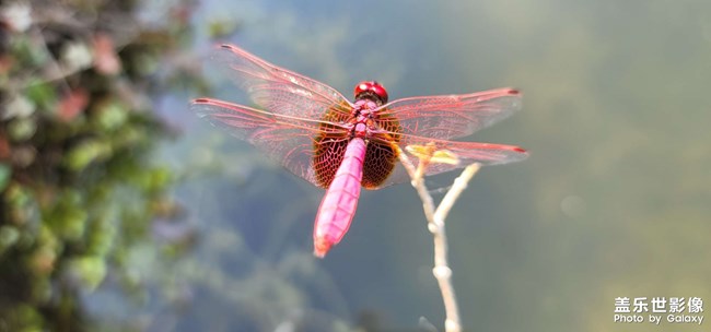 紅蜻蜓