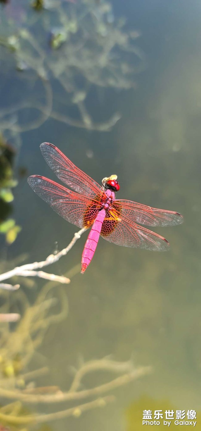 紅蜻蜓