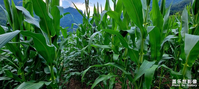 盛夏時節(jié)的??