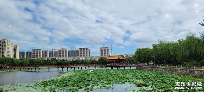 今年的荷花開的格外的少