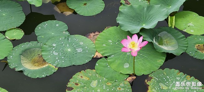 今年的荷花開的格外的少