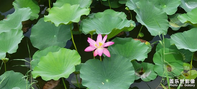 今年的荷花開的格外的少