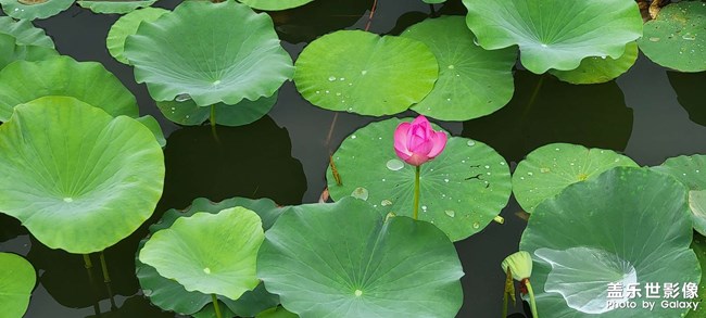 今年的荷花開的格外的少