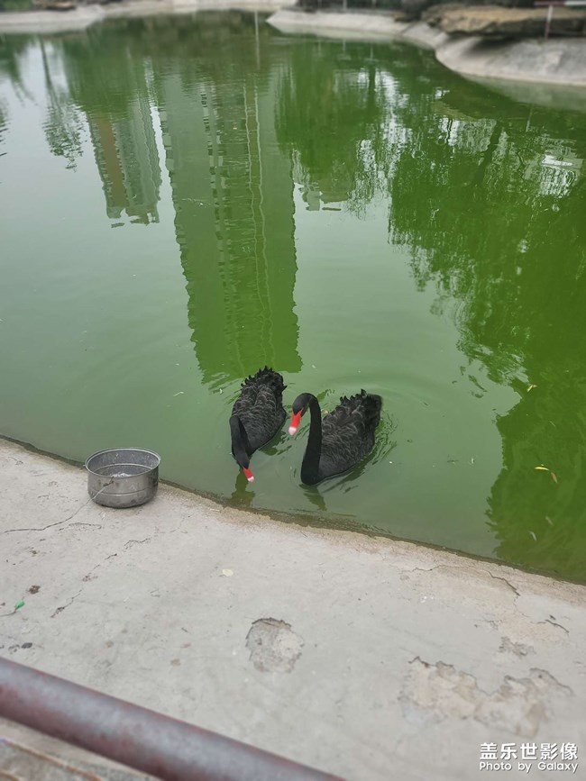 小區(qū)的寵愛(ài)