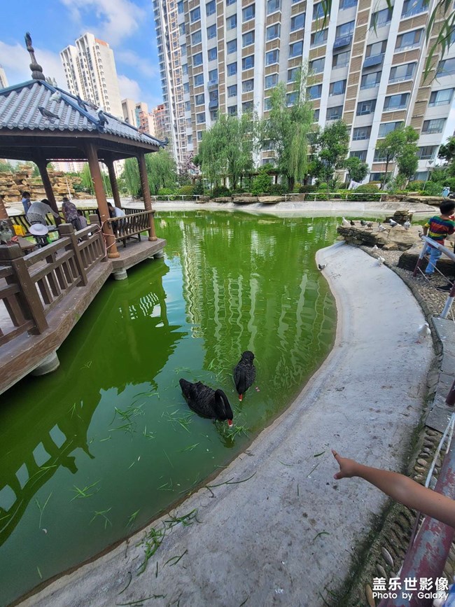 小區(qū)的寵愛(ài)