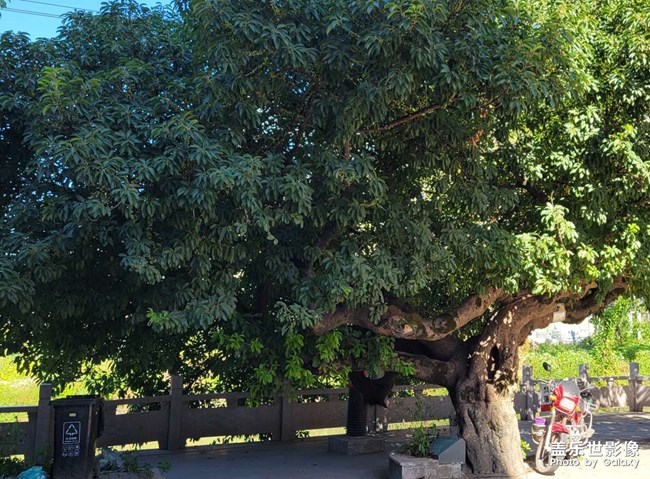 榕樹
