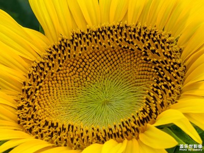 【帶著手機去旅行】去看向陽花海