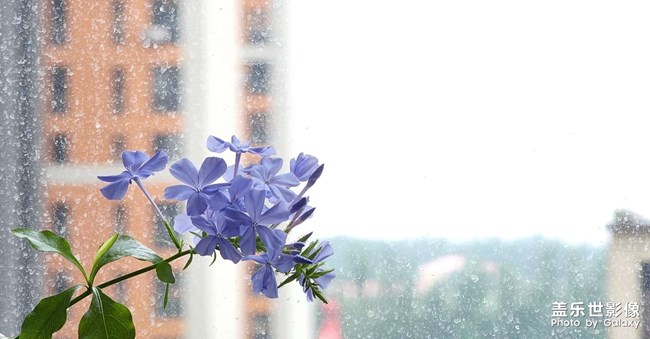一朵小花花
