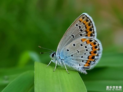 【與美好相逢】+ 蝶兒飛