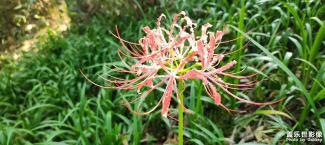 傳說中的彼岸花