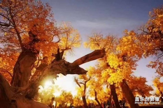 秋風(fēng)。。。