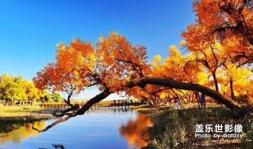 秋風(fēng)。。。