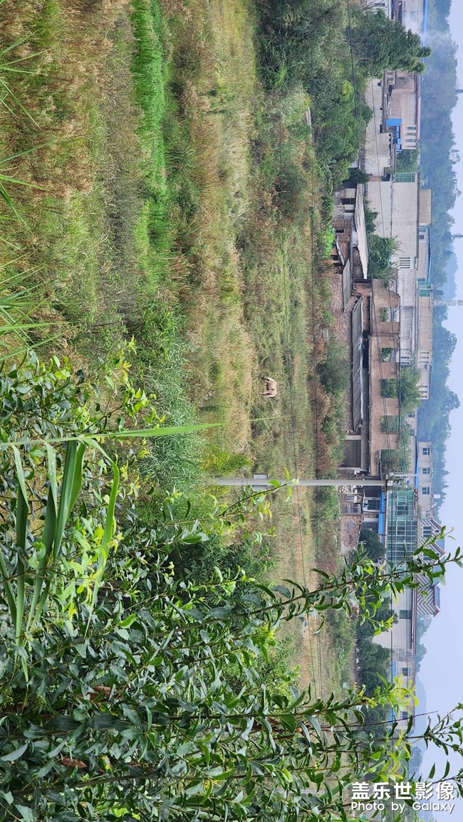 隨手拍個(gè)馬??