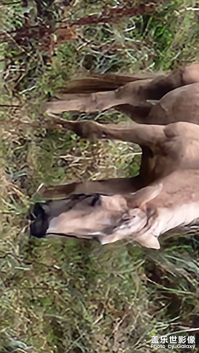 隨手拍個(gè)馬??