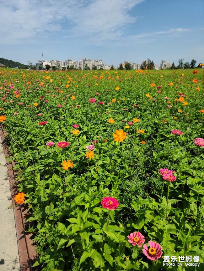 美麗的銅鑒湖花海