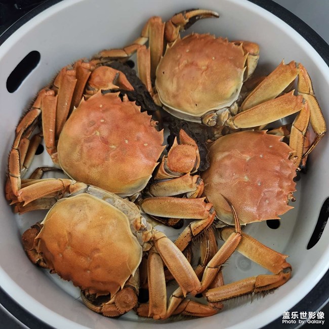 陽(yáng)澄湖大閘蟹