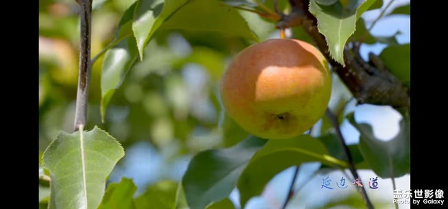 蘋果梨