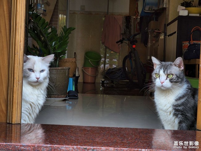 7年之養(yǎng)貓