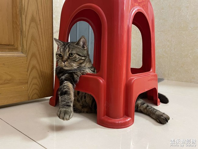 7年之養(yǎng)貓