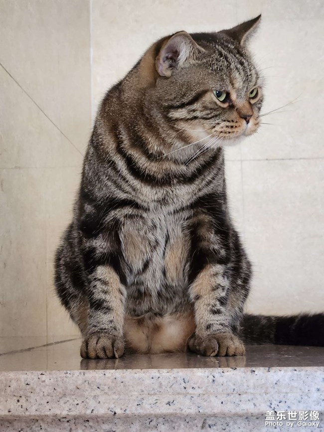 7年之養(yǎng)貓