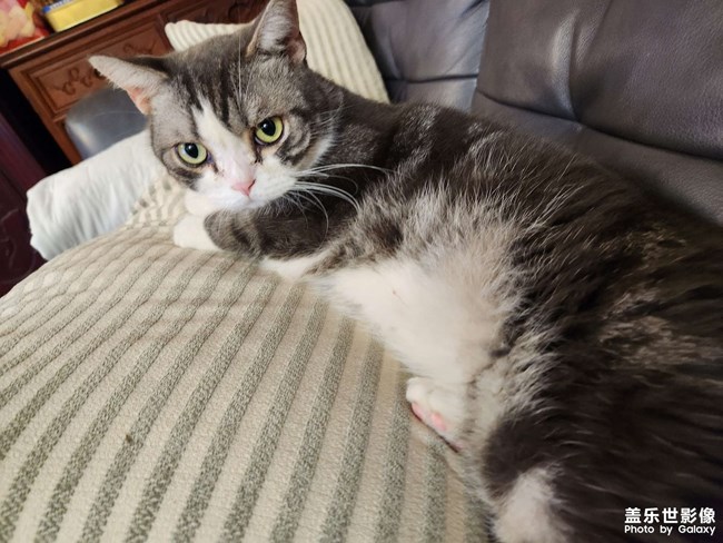 7年之養(yǎng)貓