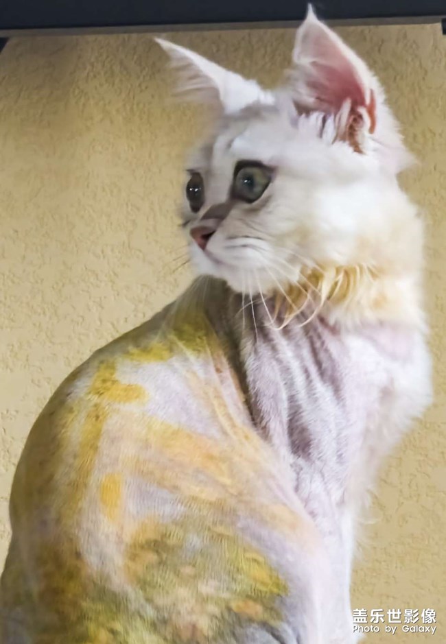 疫情居家靜默，只有拍貓