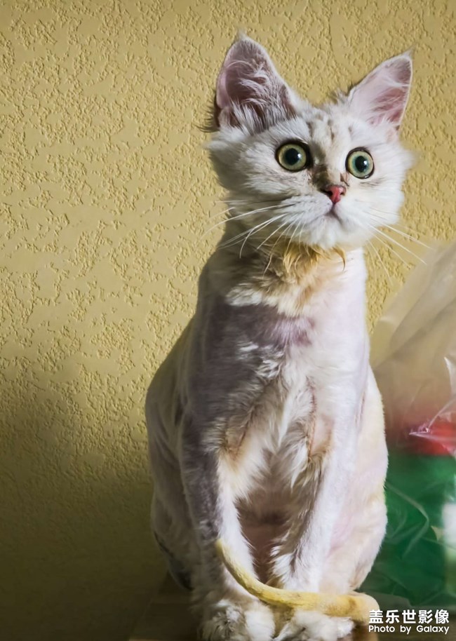 疫情居家靜默，只有拍貓