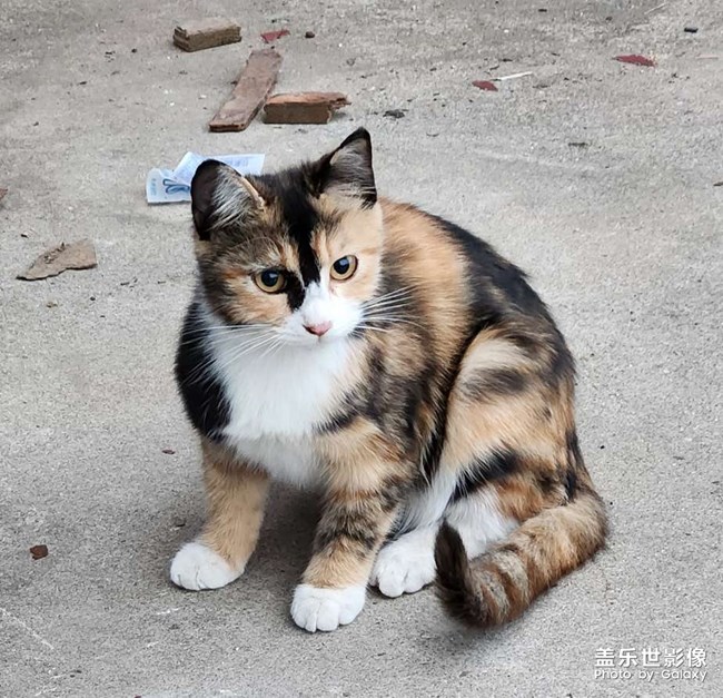 我們學(xué)校的貓貓??