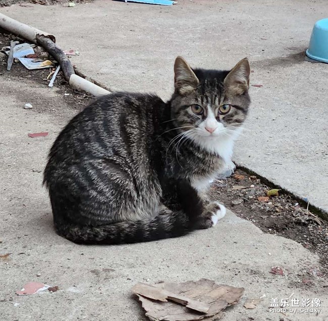 我們學(xué)校的貓貓??