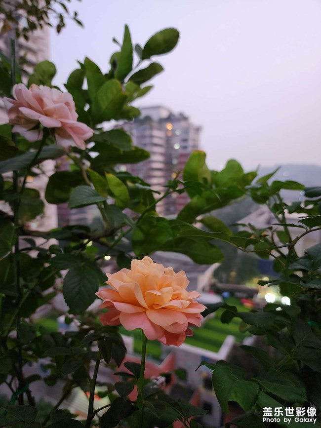 夜景還是不錯