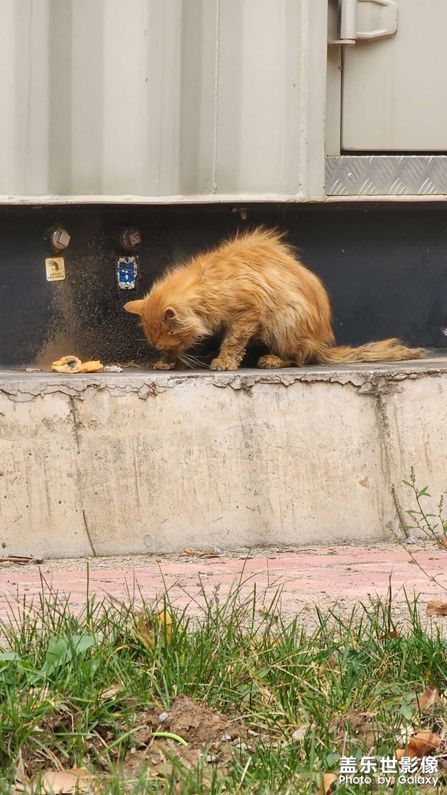 公司的小貓老了??有點可憐