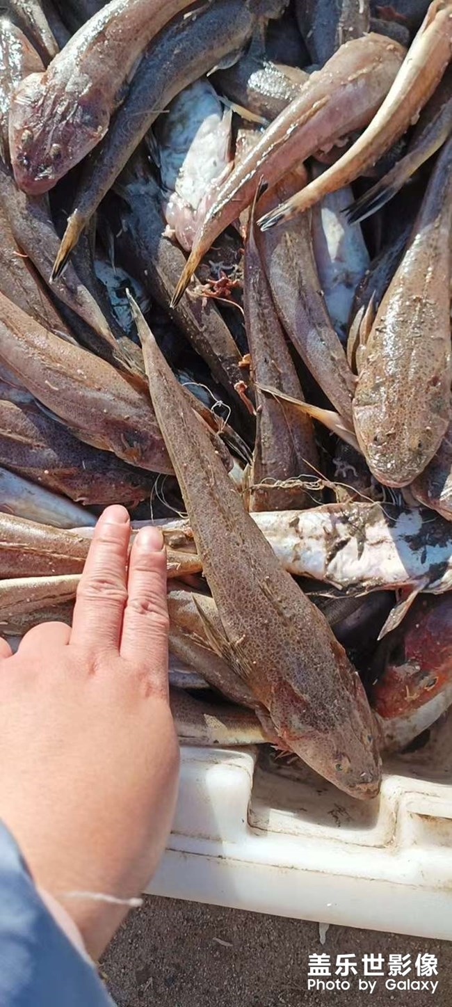 這玩意在你們那叫什么