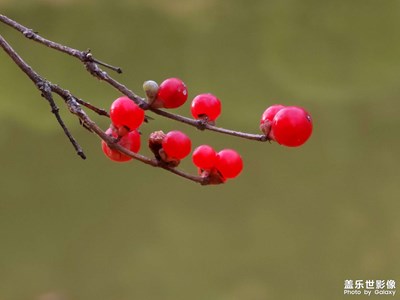 試拍長(zhǎng)焦微距