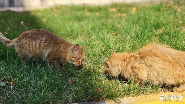 天氣超好，繼續(xù)喂喵~