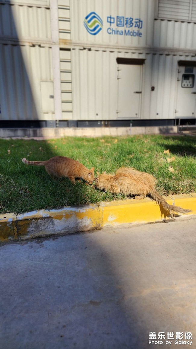 天氣超好，繼續(xù)喂喵~