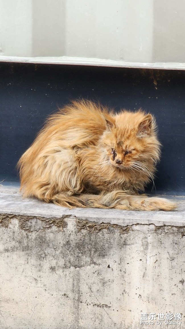 昨天中午吃飯晚，回去他們已經(jīng)不在路上了，今天多發(fā)幾張