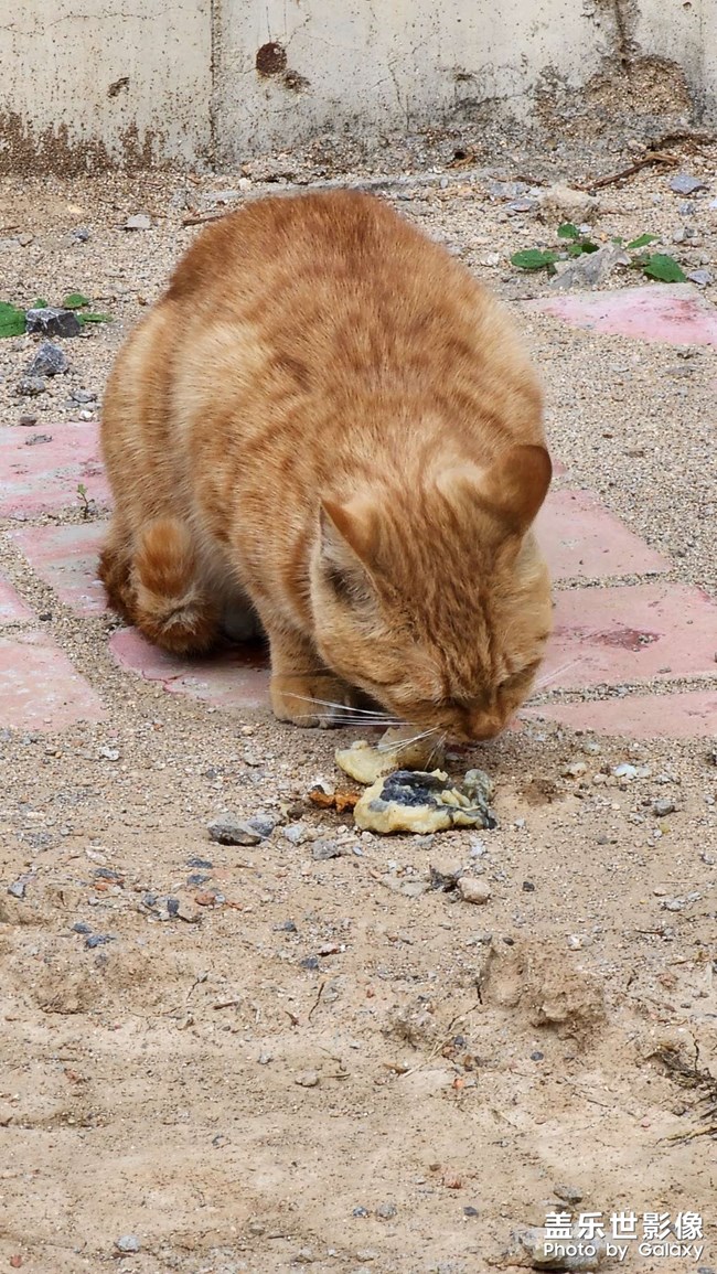 昨天中午吃飯晚，回去他們已經(jīng)不在路上了，今天多發(fā)幾張
