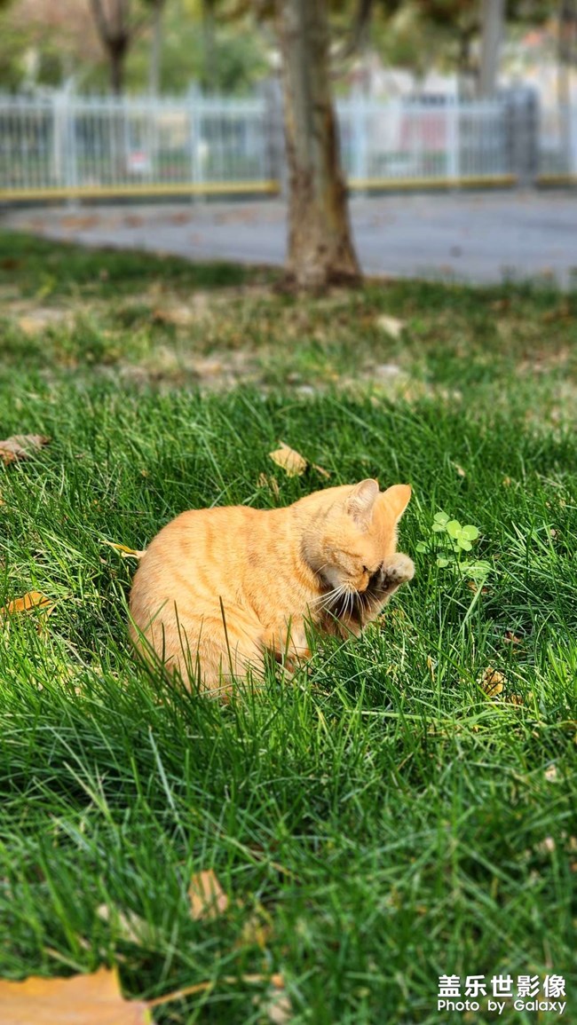昨天中午吃飯晚，回去他們已經(jīng)不在路上了，今天多發(fā)幾張