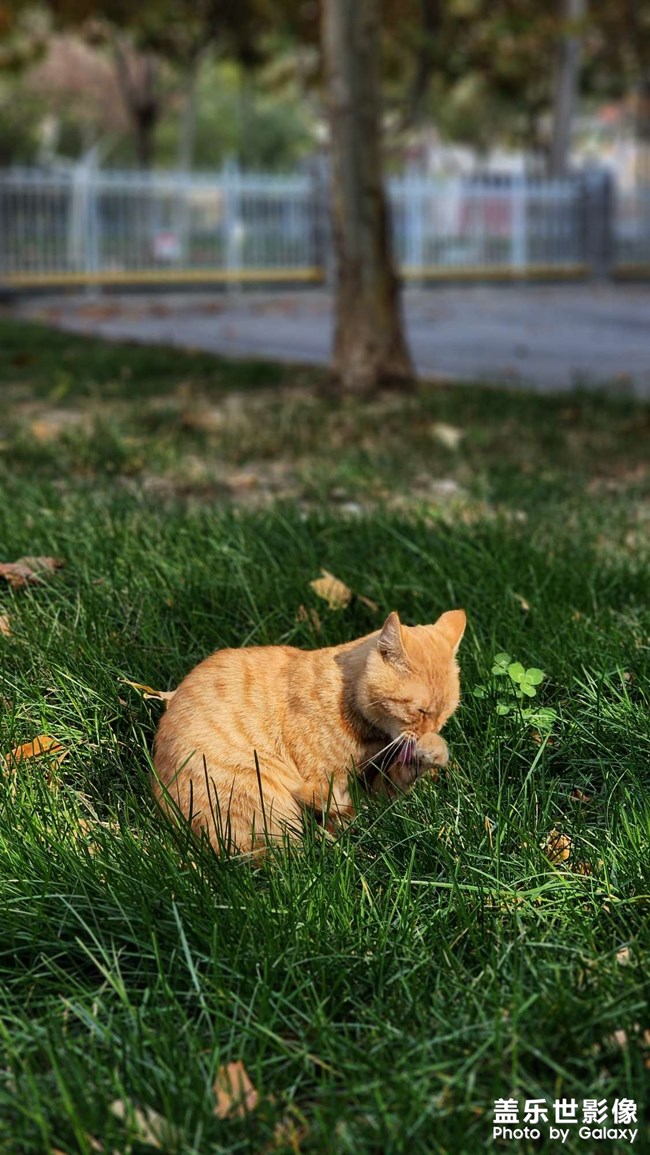 昨天中午吃飯晚，回去他們已經(jīng)不在路上了，今天多發(fā)幾張