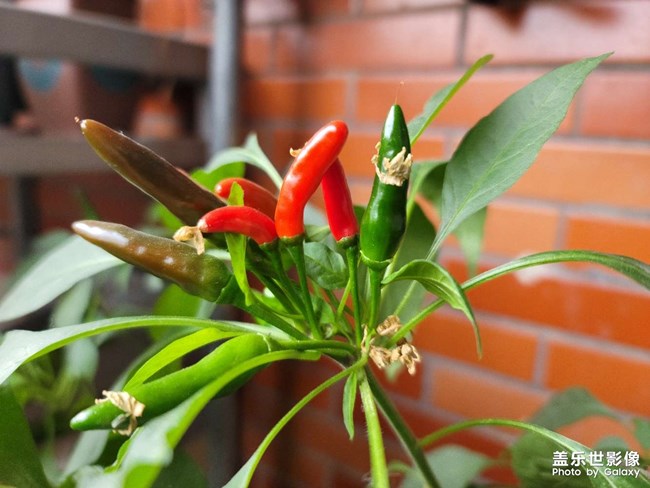 小辣椒“花”